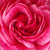 Ružová - Nostalgická ruža - Morden Ruby
